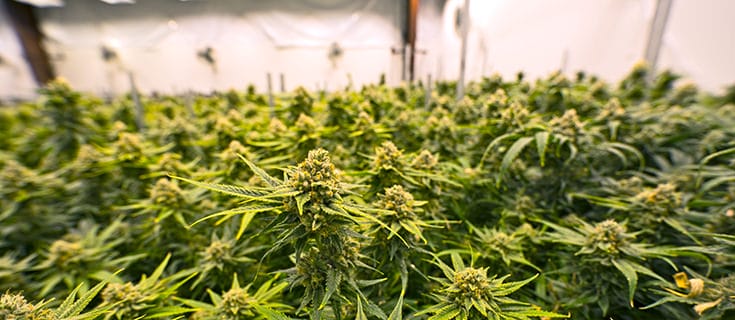 marijuana grow room - driving high